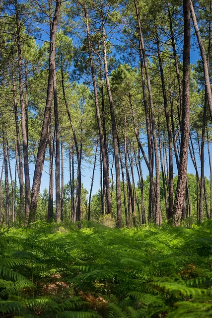 Image qui illustre: Forêt Des Landes De Gascogne à Belin-Béliet - 1