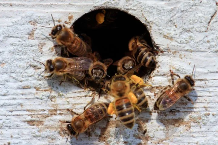 Image qui illustre: Animation sensible : Au cœur de la ruche (dès 7 ans)