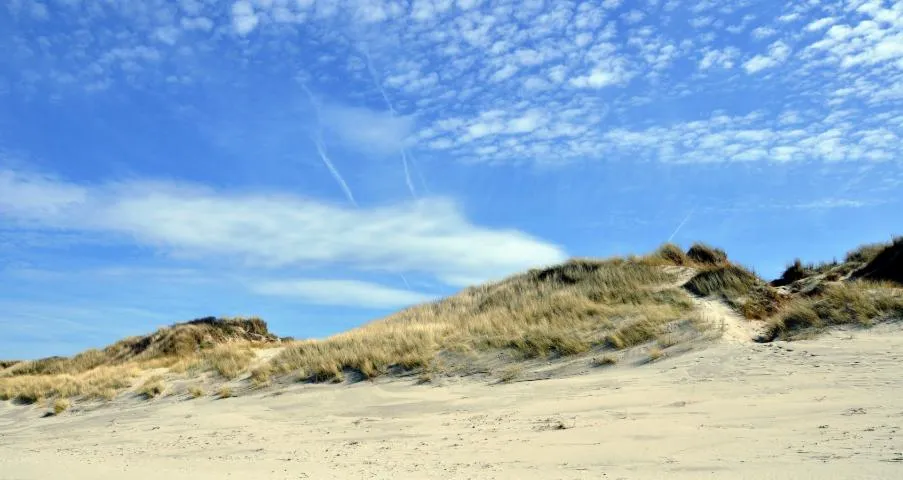 Image qui illustre: Réserve Naturelle Nationale Dune Marchand