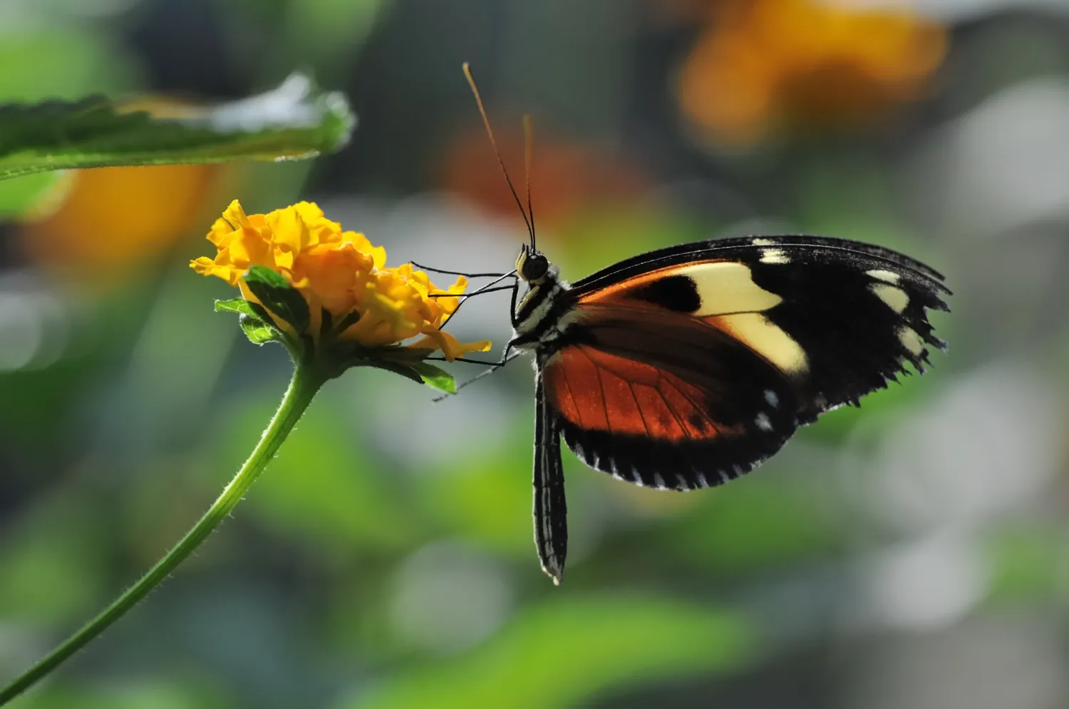 Image qui illustre: Jardins Des Papillons à Hunawihr - 0