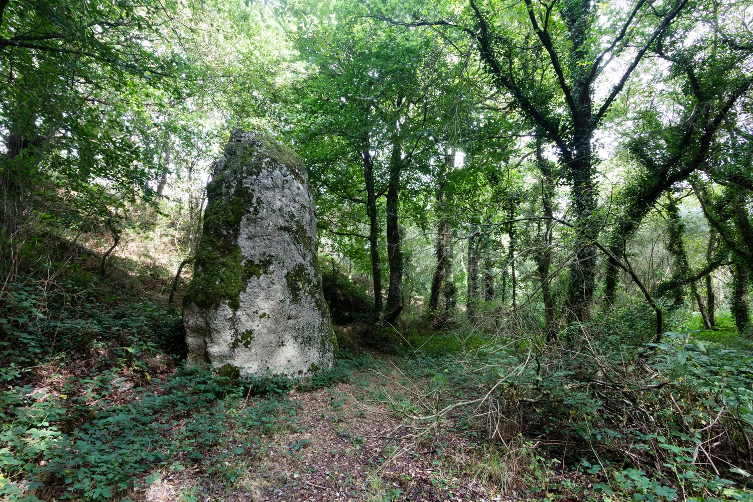 Image qui illustre: Menhir du Fuseau à Plaine-Haute - 0