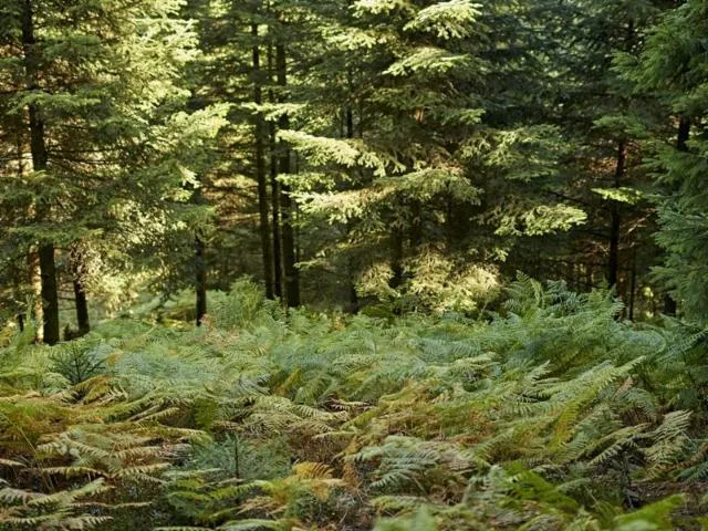 Image qui illustre: Sentiers Plaisir : L’itinéraire D’une Forêt