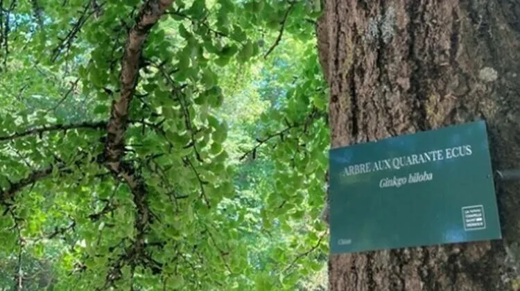 Image qui illustre: Parcours de découverte des arbres du parc de la Solitude
