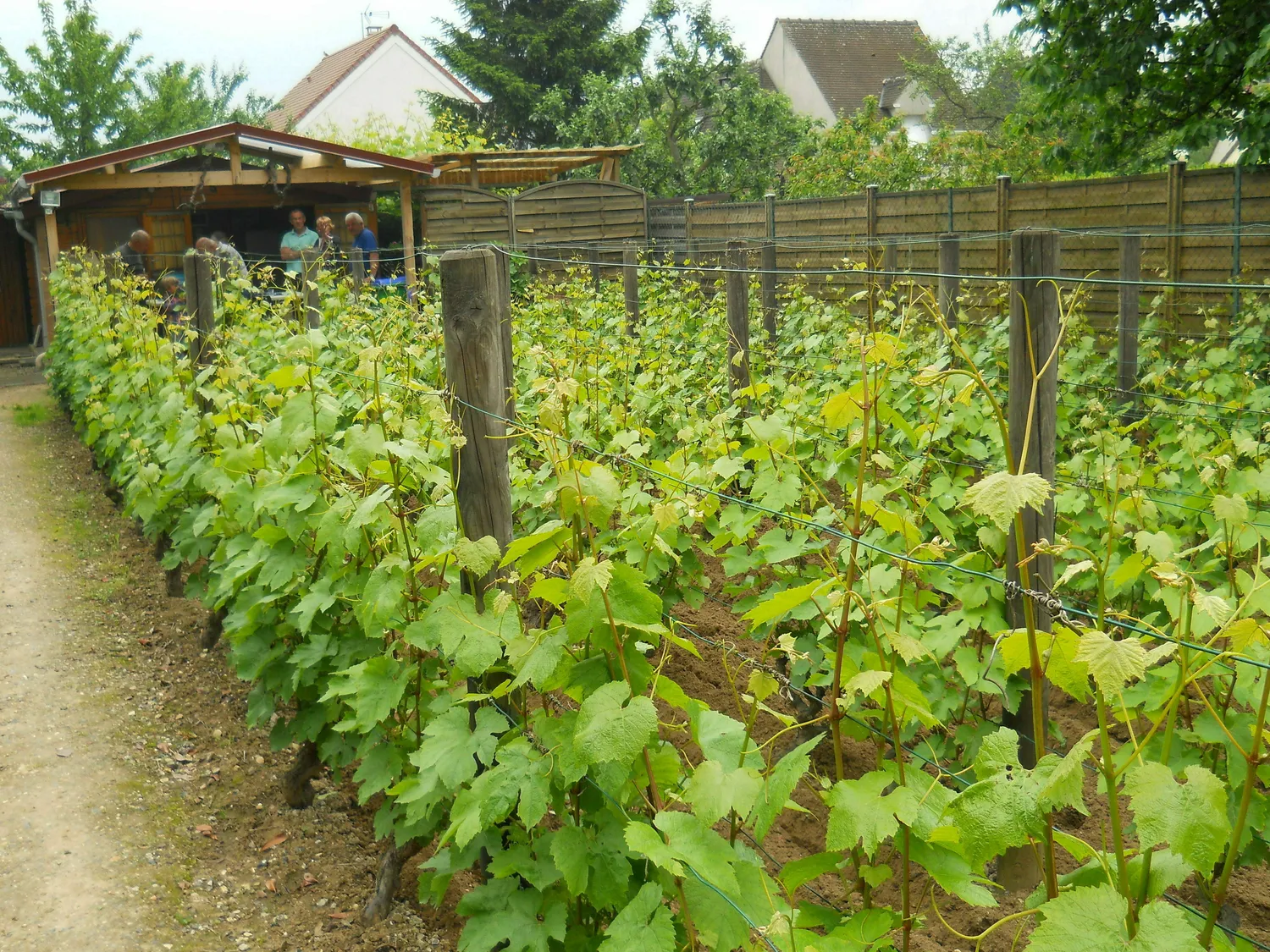 Image qui illustre: Découverte de la vigne de Saint-Martin avec dégustation de Ginglet 2023 à Pontoise - 0