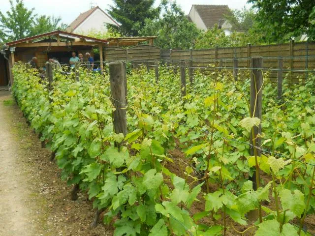 Image qui illustre: Découverte de la vigne de Saint-Martin avec dégustation de Ginglet 2023