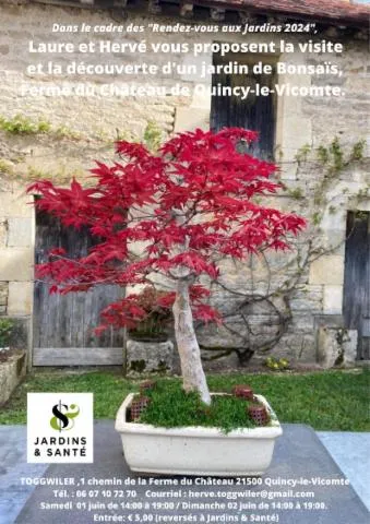Image qui illustre: Visite et découverte d'un jardin de bonsaïs