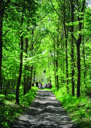Image qui illustre: Randonnée Historique En Forêt De Chantilly