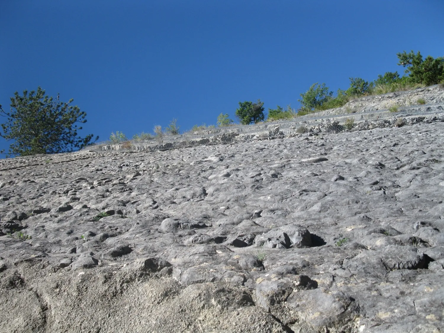 Image qui illustre: La Dalle aux Ammonites à Digne-les-Bains - 0