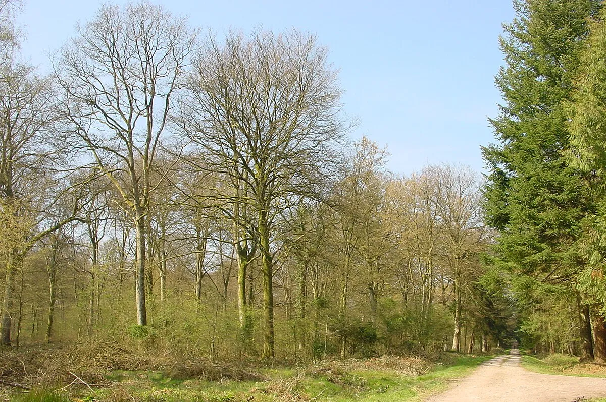 Image qui illustre: Forêt Domaniale De Crécy à Crécy-en-Ponthieu - 0