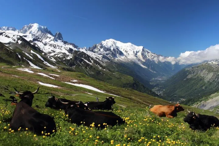 Image qui illustre: Tour du Mont Blanc