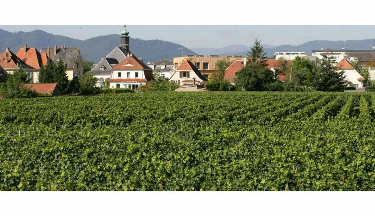 Image qui illustre: Domaine viticole de Colmar à Colmar - 2