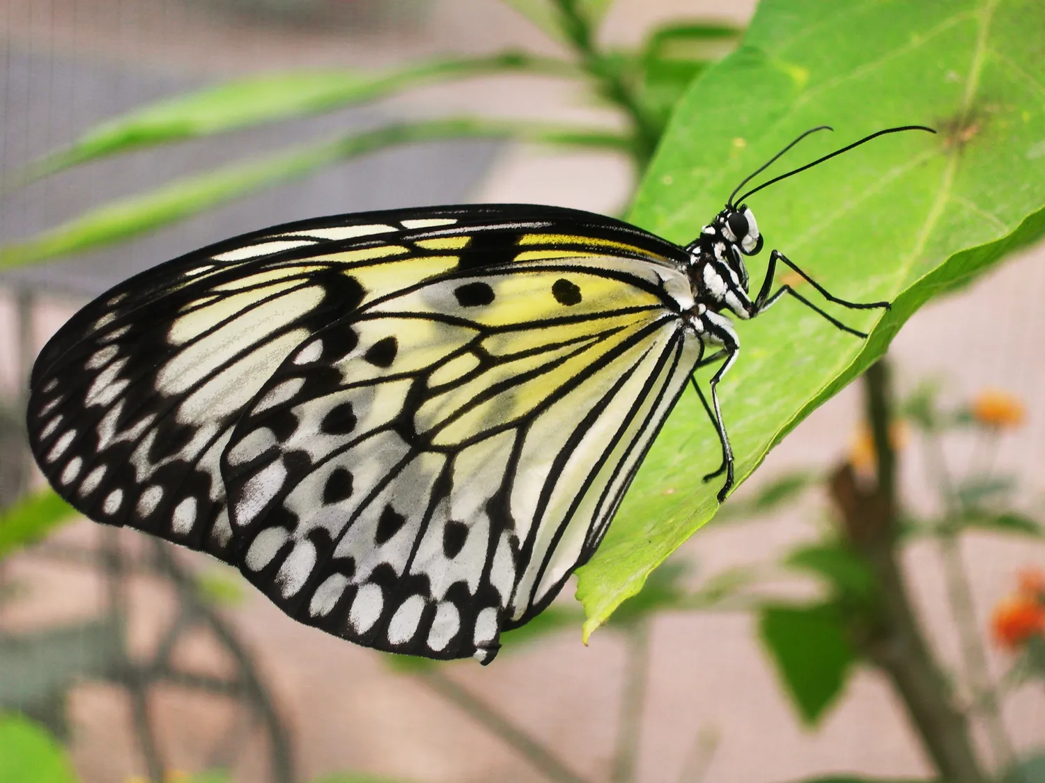 Image qui illustre: Le Tropique Du Papillon à Elne - 0