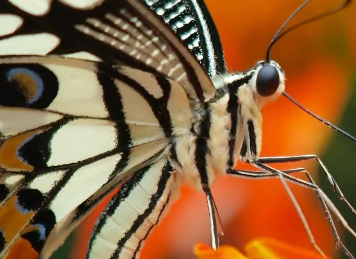 Image qui illustre: Le Tropique Du Papillon à Elne - 2