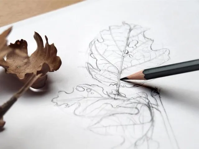 Image qui illustre: Ateliers de dessin botanique et réalisation d'encre métallo-gallique