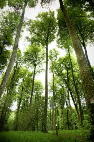 Image qui illustre: La Forêt Domaniale De Villecartier