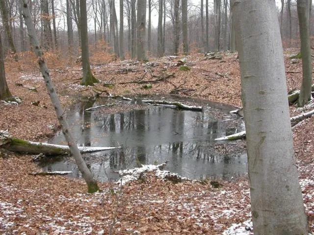 Image qui illustre: Forêt Du Buchholz
