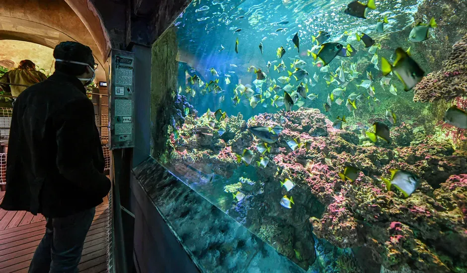 Image qui illustre: Aquarium du Limousin à Limoges - 2