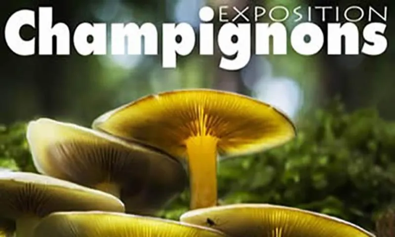 Image qui illustre: Expo champignons