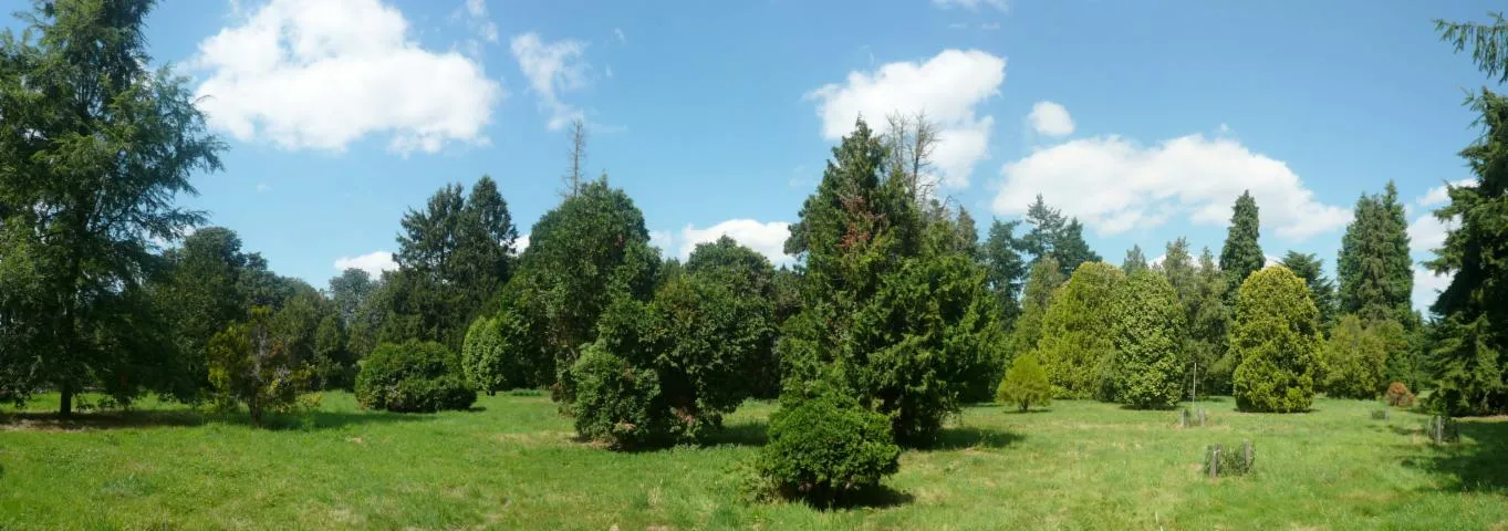 Image qui illustre: Arboretum De Versailles - Chèvreloup