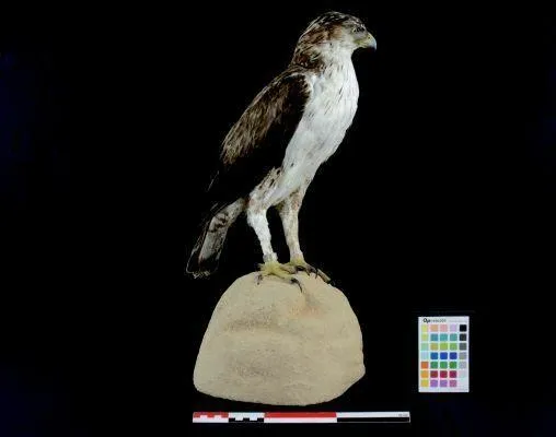Image qui illustre: Visite guidée  L’aigle de Bonelli : une espèce patrimoniale