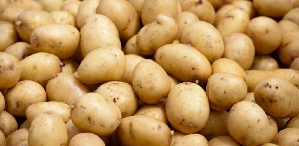 Image qui illustre: Les pommes de terre de la Retourne à Juniville - 0