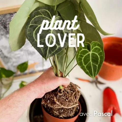 Image qui illustre: Apprenez à rempoter et à entretenir vos plantes