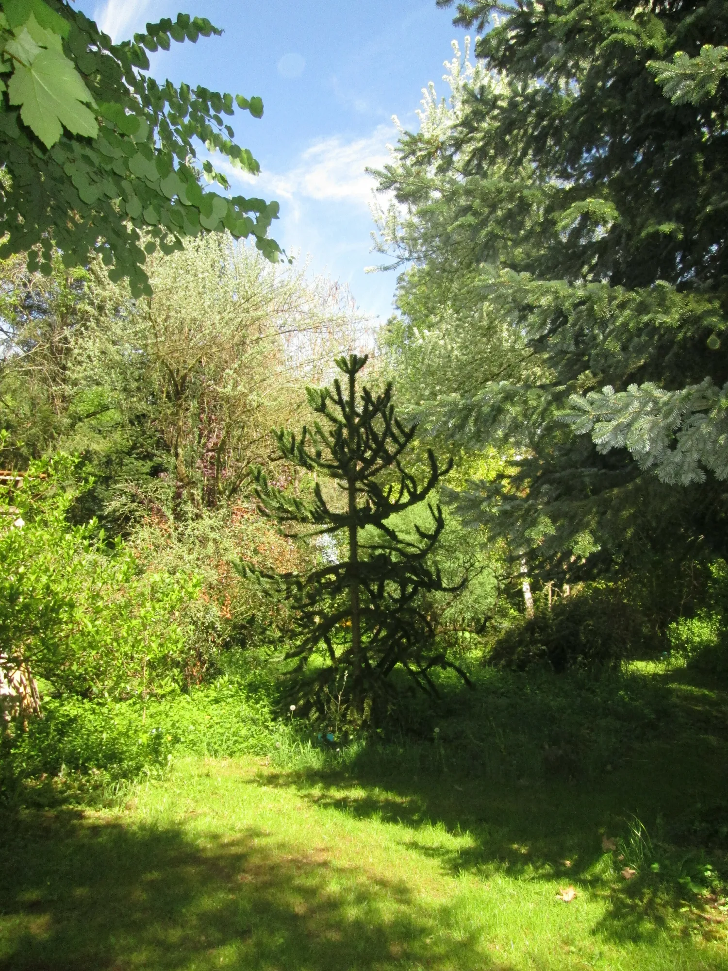 Image qui illustre: Arboretum de l'arboléon à Le Val-Larrey - 0