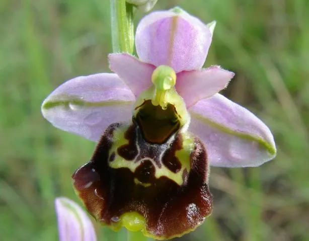 Image qui illustre: Visites guidées du sentier botanique des Orchidées