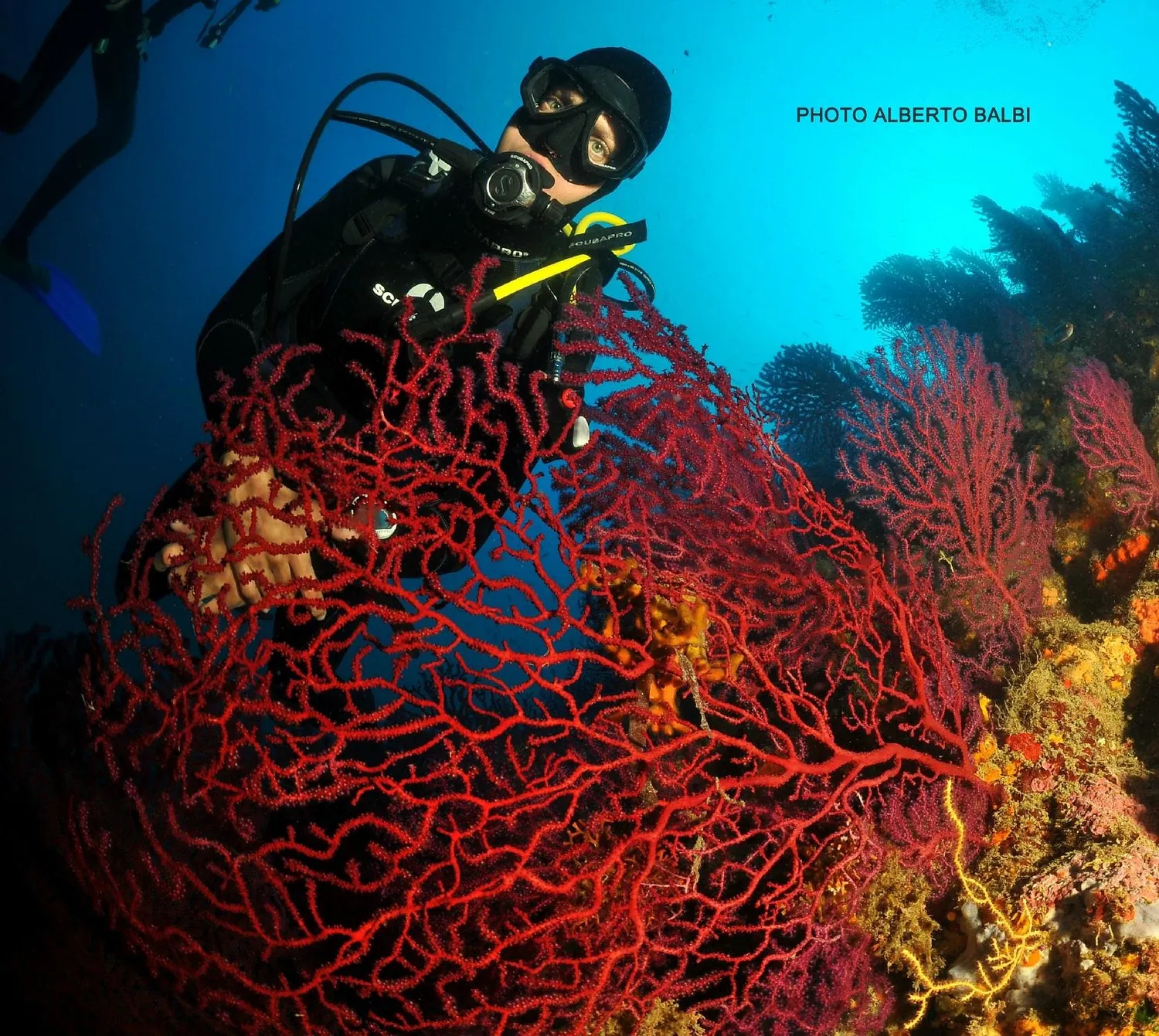Image qui illustre: EASY DIVE Juan les Pins - Cap d'Antibes à Antibes - 0