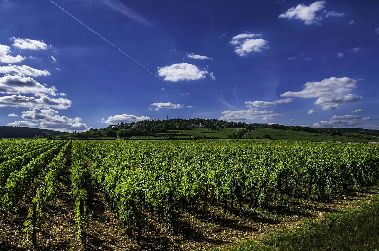 Image qui illustre: Tour à vélo et dégustations dans les vignobles de Bourgogne à Dijon - 1