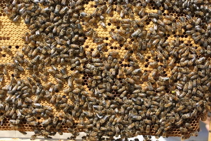 Image qui illustre: Animations autour de la ruche à Chantilly - 0