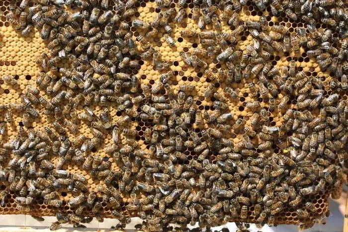 Image qui illustre: Animations autour de la ruche