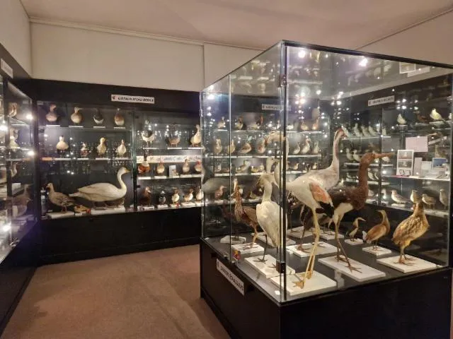 Image qui illustre: 30 ans du musée ornithologique