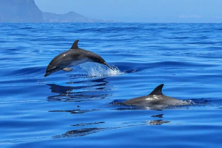 Image qui illustre: Rencontrer des Baleines et des Dauphins à Cannes