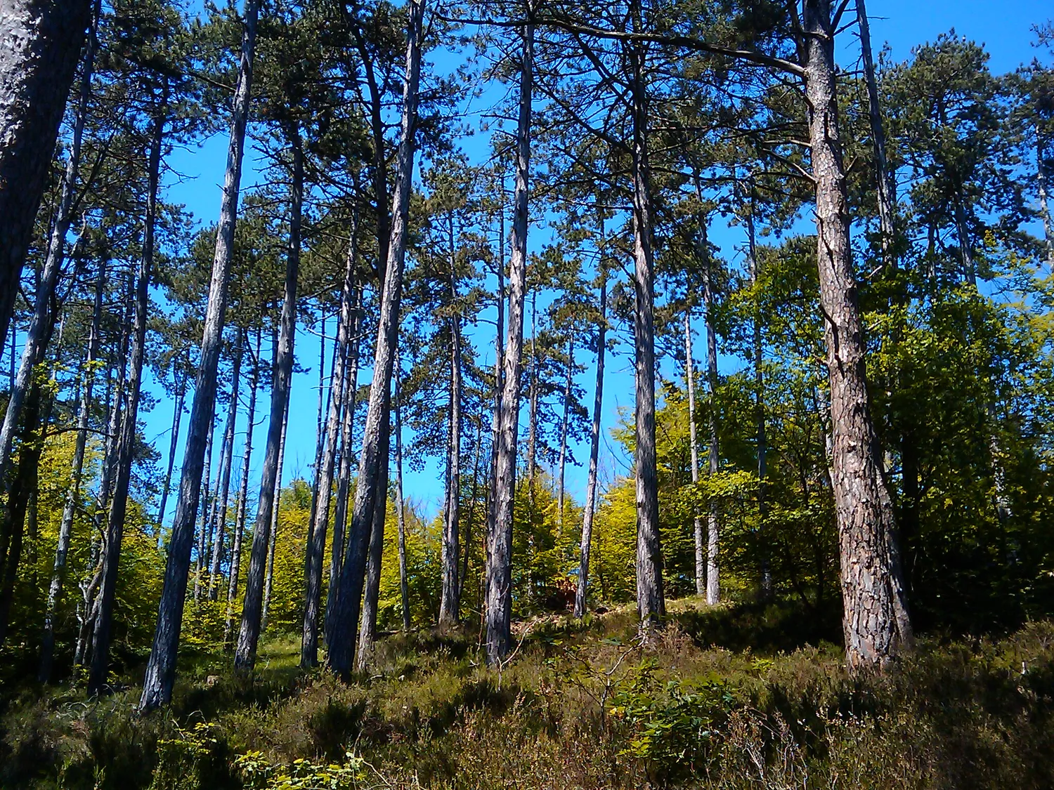 Image qui illustre: Forêt de Fontainebleau à Fontainebleau - 0