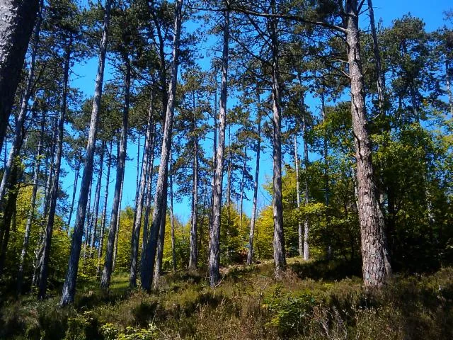 Image qui illustre: Forêt de Fontainebleau