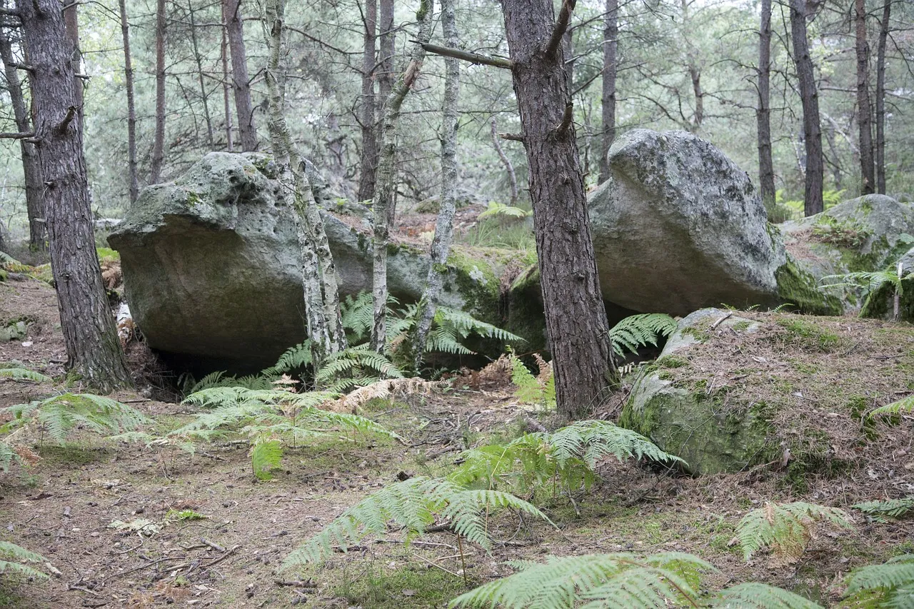 Image qui illustre: Forêt de Fontainebleau à Fontainebleau - 2