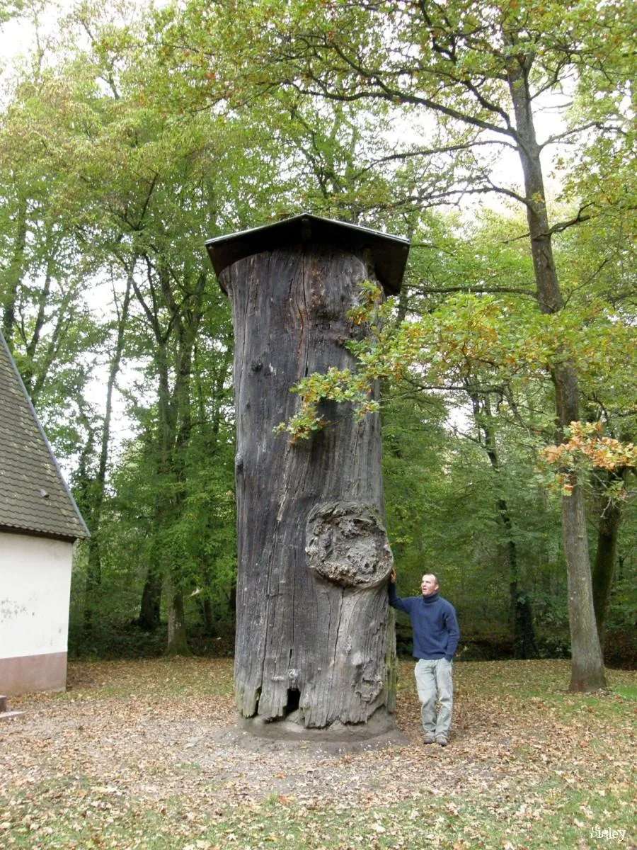 Image qui illustre: Le site du Gros Chêne - Forêt d'Haguenau à Haguenau - 0