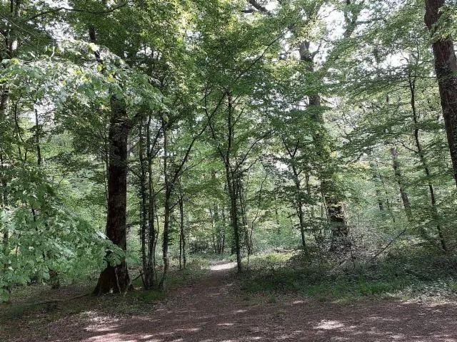 Image qui illustre: Forêt domaniale de Secondigny