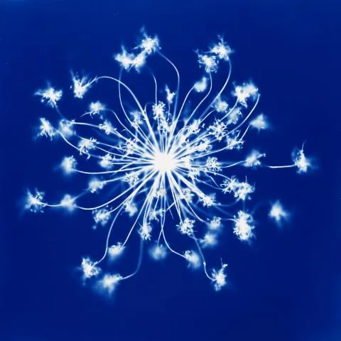 Image qui illustre: Inauguration de l'exposition Herbier Bleu par Aline Héau