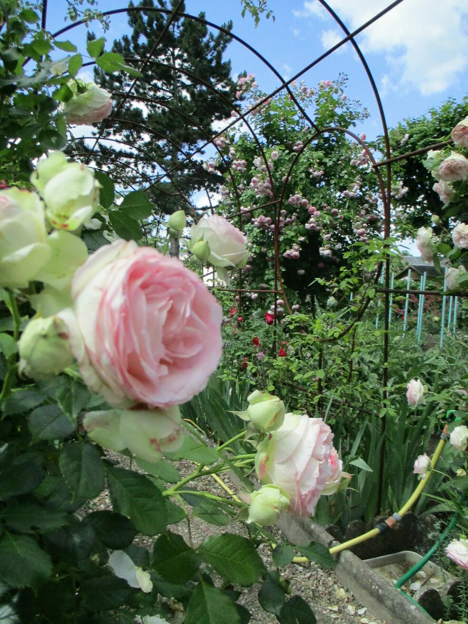 Image qui illustre: Visite découverte du jardin de Roses à Pontoise - 0