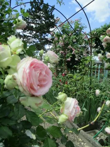 Image qui illustre: Visite découverte du jardin de Roses