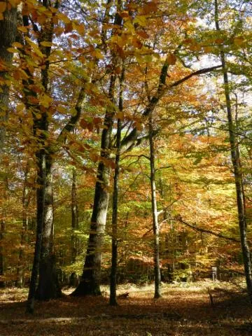 Image qui illustre: Forêt Domaniale De Saint-sauvant