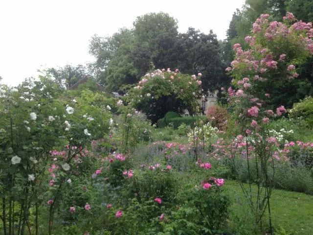Image qui illustre: Visite du parc à l'anglaise et du jardin de roses anciennes de l'abbaye de Bèze