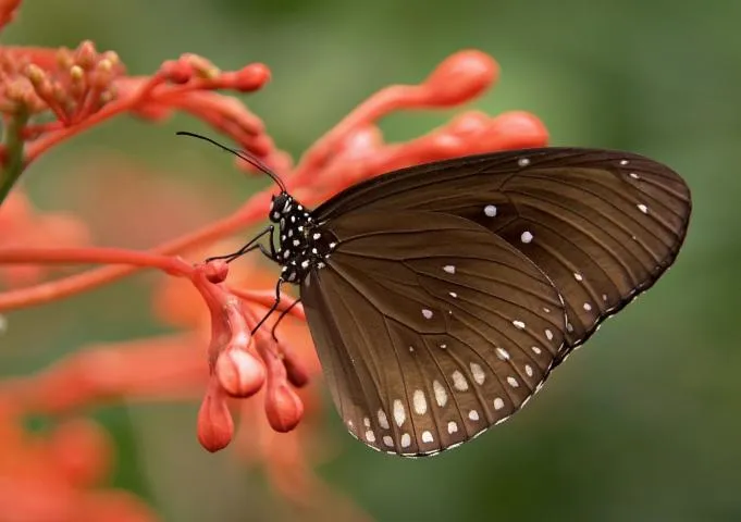 Image qui illustre: Jardin des Papillons