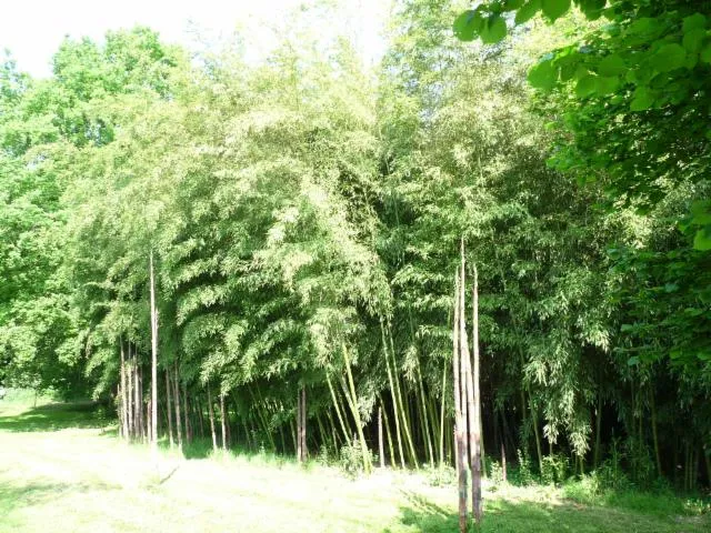 Image qui illustre: Visite commentée de la Bambousaie du Mépas