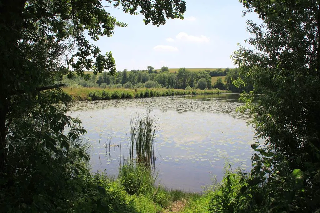 Image qui illustre: Sortie nature : le Vieil-étang de Bairon à Bairon et ses environs - 0