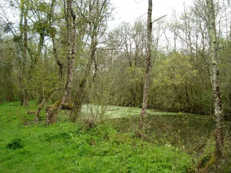 Image qui illustre: Bocage humide des bords de Garonne à Cadaujac - 2