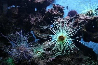 Image qui illustre: Biodiversarium : Aquarium De Banyuls Sur Mer