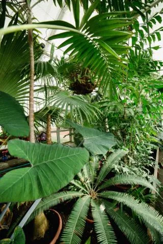 Image qui illustre: Visites guidées des serres d'agronomie tropicales - Parc du Grand Blottereau